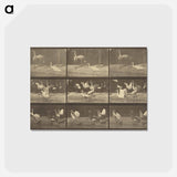 アートポストカード-Animal Locomotion
 - エドワード マイブリッジ Postcard.
