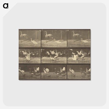 アートポストカード-Animal Locomotion
 - エドワード マイブリッジ Postcard.