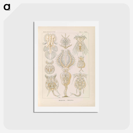 アートポストカード-Marine life illustration - エルンスト ヘッケル Postcard.