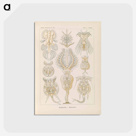 アートポストカード-Marine life illustration - エルンスト ヘッケル Postcard.