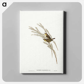 アートパネル-Green-backed Zosterops
 - ジョン グールド Canvas.