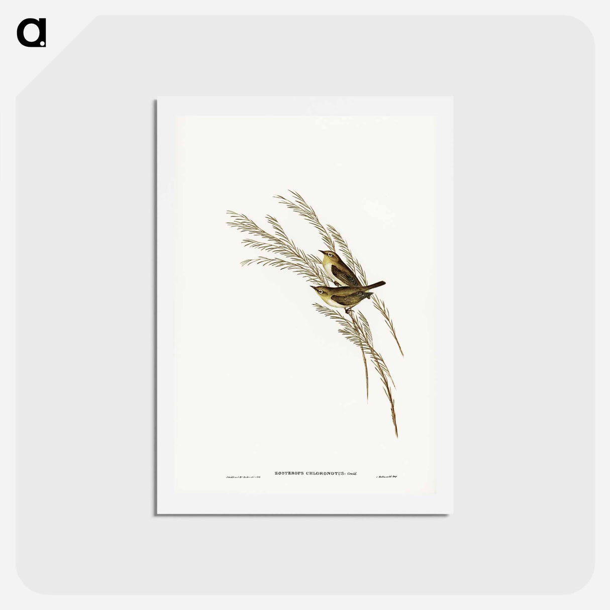 アートポストカード-Green-backed Zosterops
 - ジョン グールド Postcard.