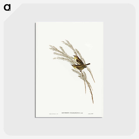 アートポストカード-Green-backed Zosterops
 - ジョン グールド Postcard.