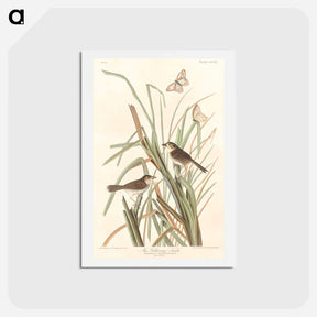 アートポストカード-MacGillivray's Finch
 - ジョン ジェームス オーデュボン Postcard.
