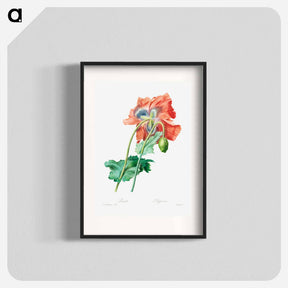 アートポスター-Poppy - ピエール ジョゼフ ルドゥーテ Poster.