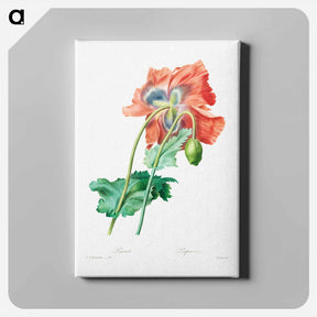 アートパネル-Poppy - ピエール ジョゼフ ルドゥーテ Canvas.