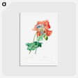 アートポストカード-Poppy - ピエール ジョゼフ ルドゥーテ Postcard.