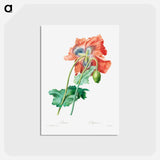 アートポストカード-Poppy - ピエール ジョゼフ ルドゥーテ Postcard.