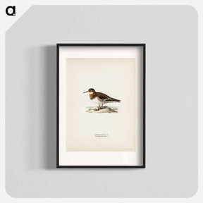 アートポスター-Red-necked Phalarope
 - スヴェンスカ フォグラル Poster.