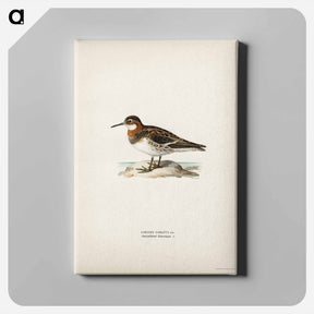 アートパネル-Red-necked Phalarope
 - スヴェンスカ フォグラル Canvas.