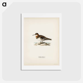 アートポストカード-Red-necked Phalarope
 - スヴェンスカ フォグラル Postcard.