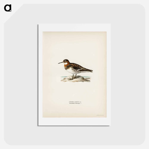 Red-necked Phalarope
 - スヴェンスカ フォグラル Postcard.