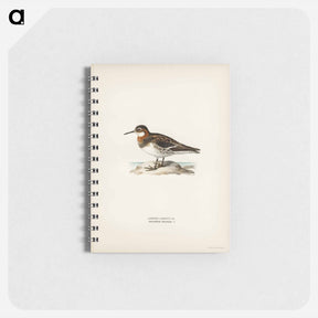 アートメモ帳-Red-necked Phalarope
 - スヴェンスカ フォグラル Memo.