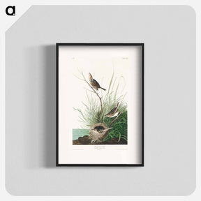 アートポスター-Sharp-tailed Finch from Birds of America
 - アメリカの鳥たち Poster.