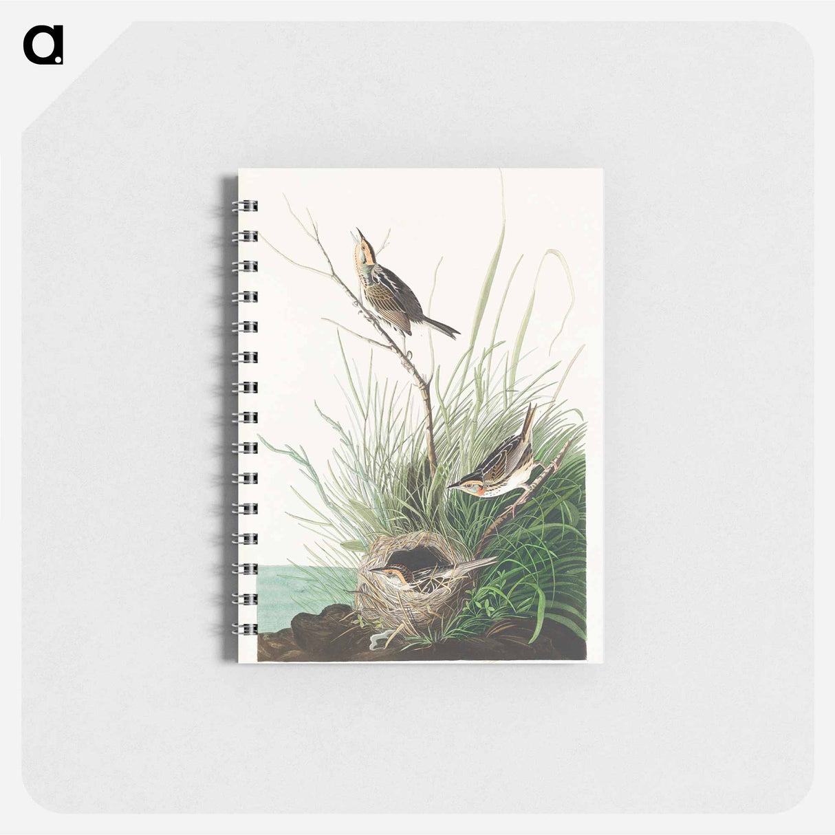 アートメモ帳-Sharp-tailed Finch from Birds of America
 - アメリカの鳥たち Memo.