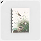アートメモ帳-Sharp-tailed Finch from Birds of America
 - アメリカの鳥たち Memo.