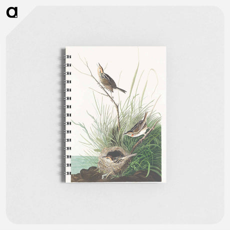 アートメモ帳-Sharp-tailed Finch from Birds of America
 - アメリカの鳥たち Memo.