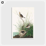 アートポストカード-Sharp-tailed Finch from Birds of America
 - アメリカの鳥たち Postcard.