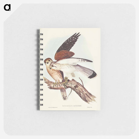 アートメモ帳-Nankeen Kestrel
 - オーストラリアの鳥 Memo.