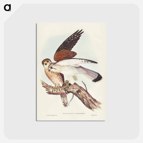 アートポストカード-Nankeen Kestrel
 - オーストラリアの鳥 Postcard.
