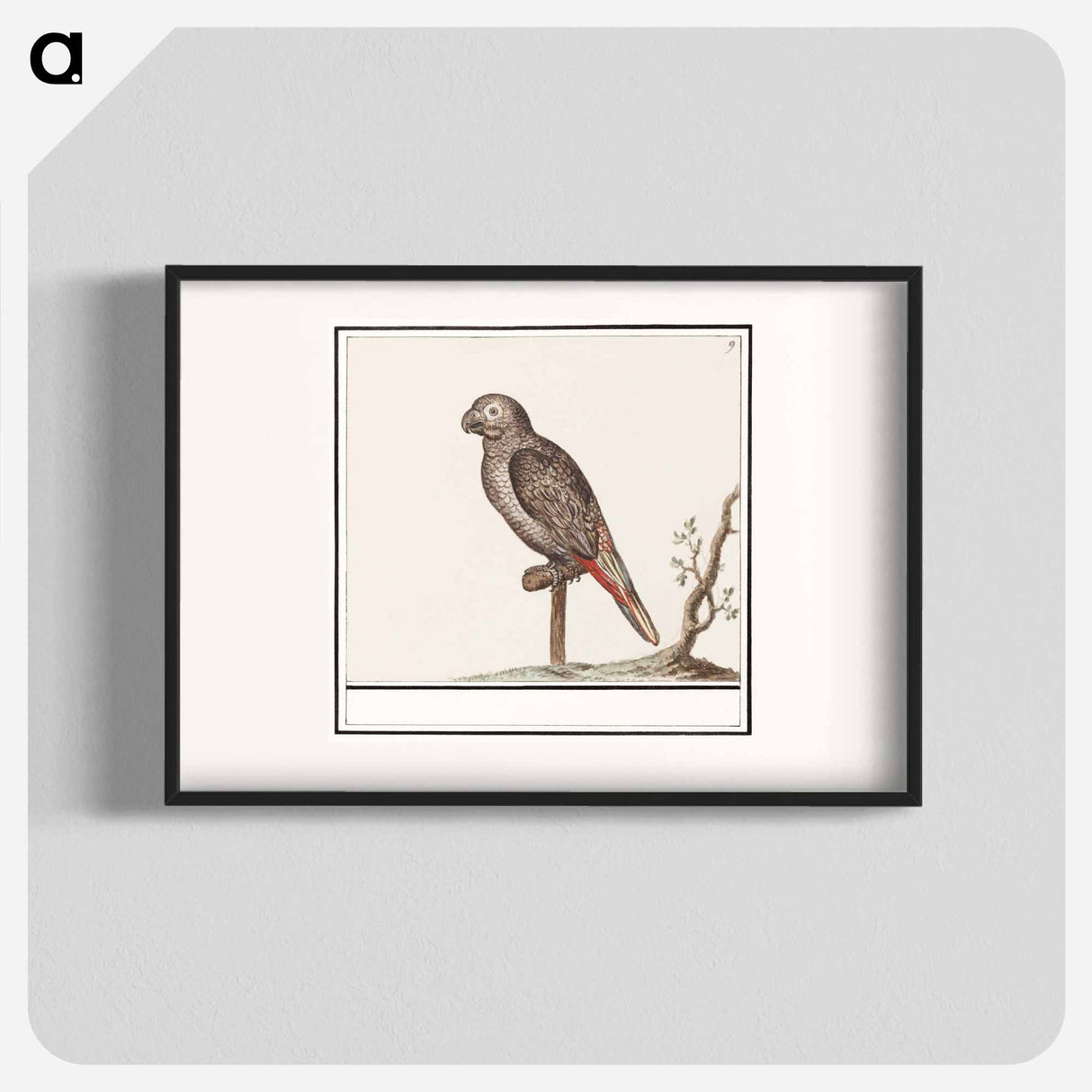 Parrot - アンセルムス ボエティウス デ ブート Poster.