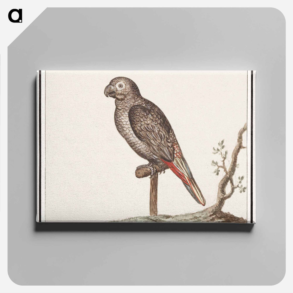 Parrot - アンセルムス ボエティウス デ ブート Canvas.