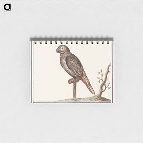 アートメモ帳-Parrot - アンセルムス ボエティウス デ ブート Memo.