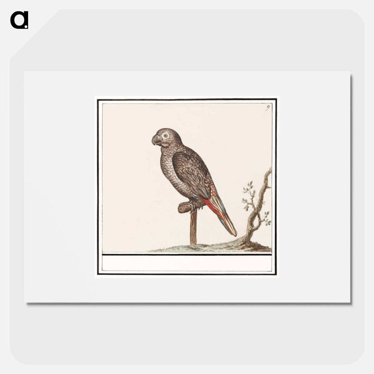 Parrot - アンセルムス ボエティウス デ ブート Poster.