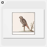 Parrot - アンセルムス ボエティウス デ ブート Poster.