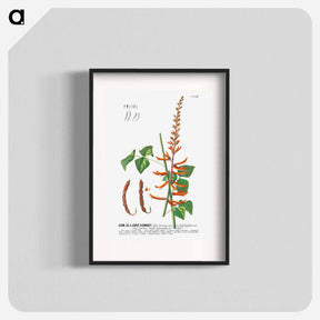アートポスター-Corallodendron or Coral Tree
 - クリーブランド美術館 Poster.