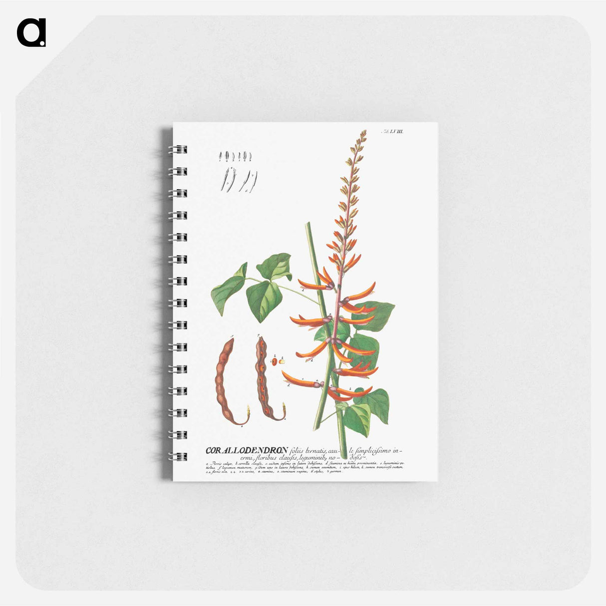 アートメモ帳-Corallodendron or Coral Tree
 - クリーブランド美術館 Memo.