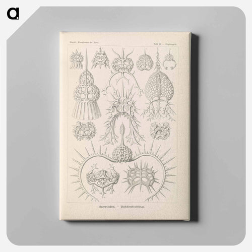 Marine life illustration - エルンスト ヘッケル Canvas.