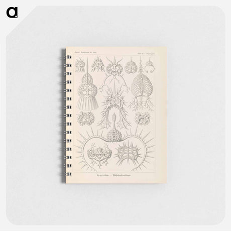 アートメモ帳-Marine life illustration - エルンスト ヘッケル Memo.