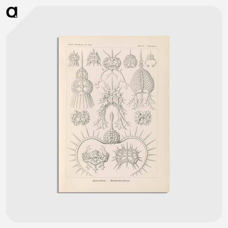 アートポストカード-Marine life illustration - エルンスト ヘッケル Postcard.