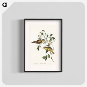 アートポスター-Australian Bell Bird
 - ジョン グールド Poster.