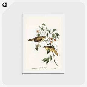 アートポストカード-Australian Bell Bird
 - ジョン グールド Postcard.