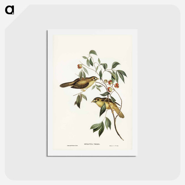 アートポストカード-Australian Bell Bird
 - ジョン グールド Postcard.