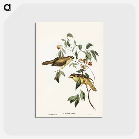 アートポストカード-Australian Bell Bird
 - ジョン グールド Postcard.