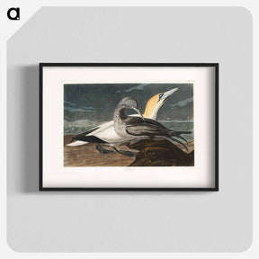 アートポスター-Gannet from Birds of America
 - ジョン ジェームス オーデュボン Poster.