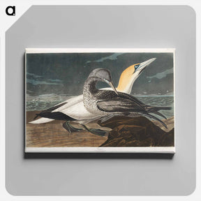 アートパネル-Gannet from Birds of America
 - ジョン ジェームス オーデュボン Canvas.