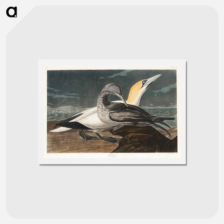 アートポストカード-Gannet from Birds of America
 - ジョン ジェームス オーデュボン Postcard.