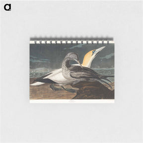 アートメモ帳-Gannet from Birds of America
 - ジョン ジェームス オーデュボン Memo.