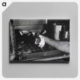 アートパネル-Infectious Diseases
 - 国立医学図書館 Canvas.