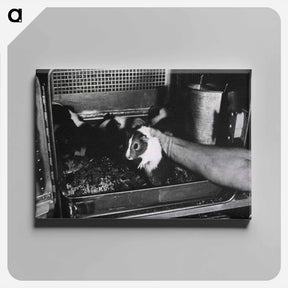 アートパネル-Infectious Diseases
 - 国立医学図書館 Canvas.