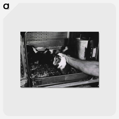 アートポストカード-Infectious Diseases
 - 国立医学図書館 Postcard.