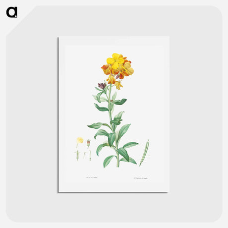 アートポストカード-Wallflower, Cheiranthus cheiri - ピエール ジョゼフ ルドゥーテ Postcard.