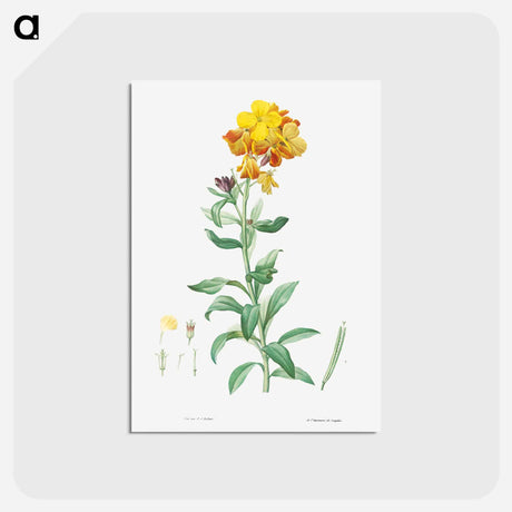 アートポストカード-Wallflower, Cheiranthus cheiri - ピエール ジョゼフ ルドゥーテ Postcard.