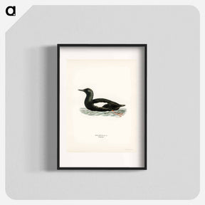 アートポスター-Black Guillemot
 - スヴェンスカ フォグラル Poster.