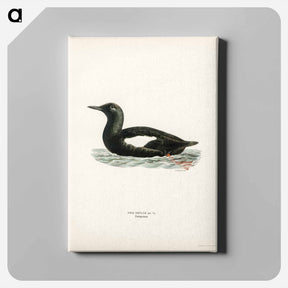アートパネル-Black Guillemot
 - スヴェンスカ フォグラル Canvas.