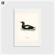 アートポストカード-Black Guillemot
 - スヴェンスカ フォグラル Postcard.